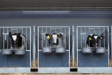 Beef Calves