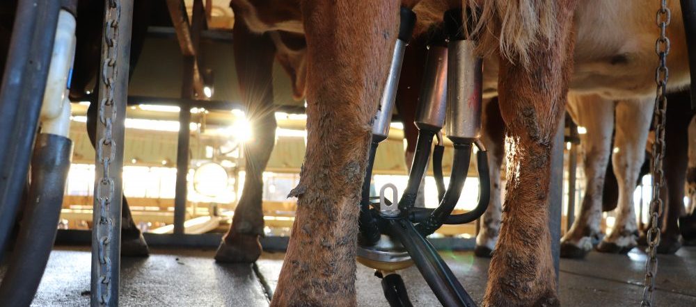 Milking