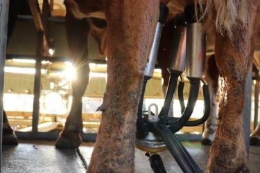 Milking