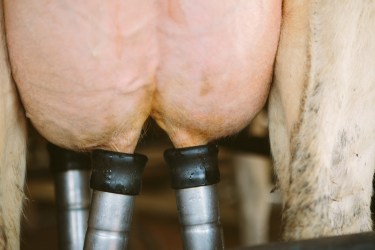 mastitis
