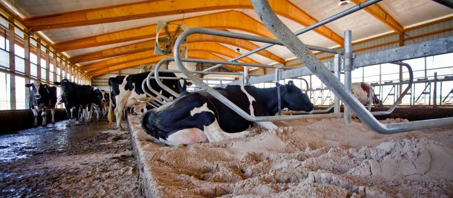 Cow Lying Down