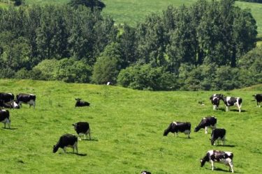 grass growth
