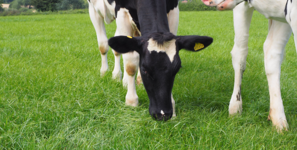 Feed Conversion Efficiency