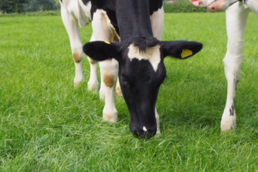 Feed Conversion Efficiency
