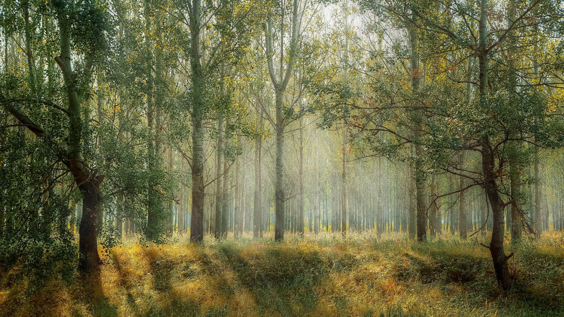 A beautiful woods