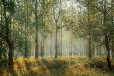 A beautiful woods