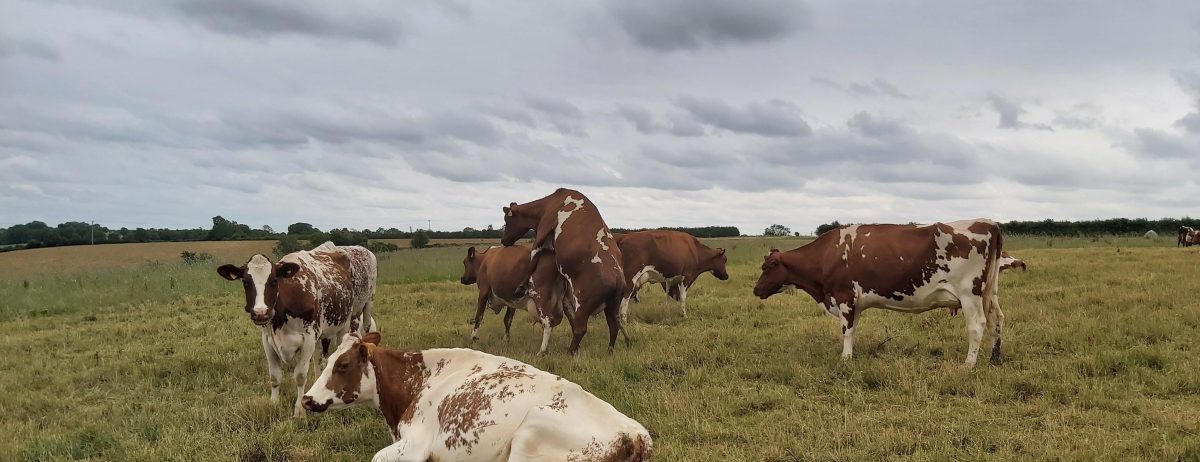 mounting cow