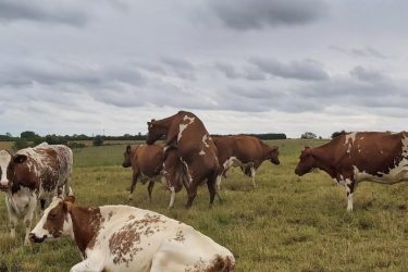 mounting cow