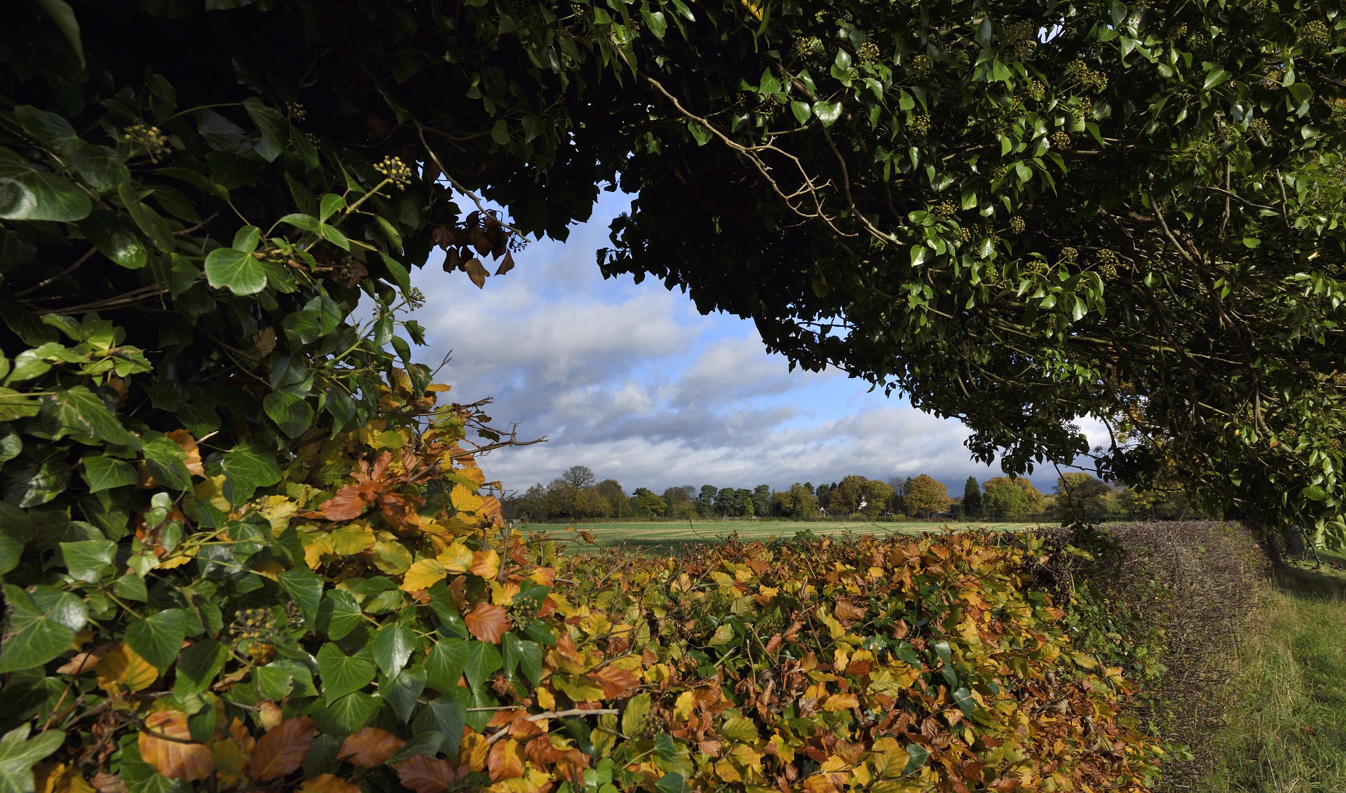 Introducing the new Sustainable Farming Incentive Pilot, where you can submit parcels of land including hedgerows