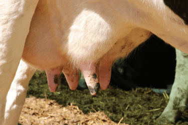 The value in dynamic milk testing