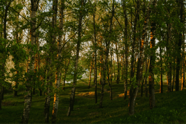 Photo of a dense forest of young trees