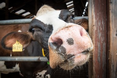 A dairy cow