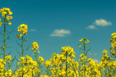 Rapeseed Oil