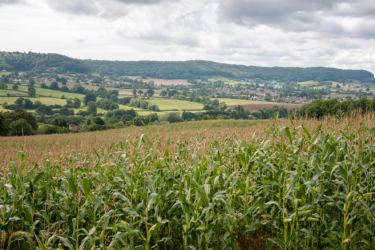 Maize crop