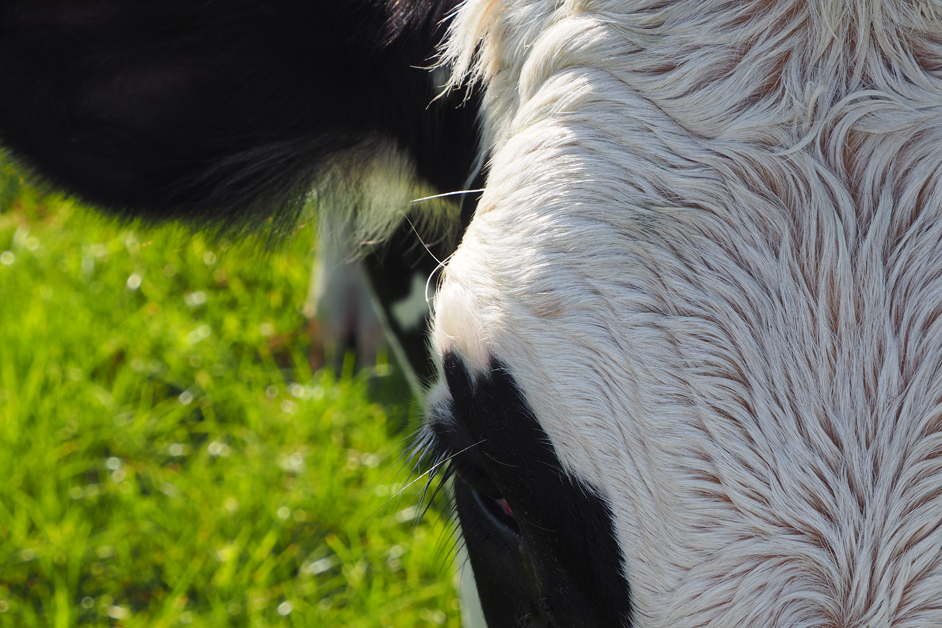 Close-up of a cow's face
