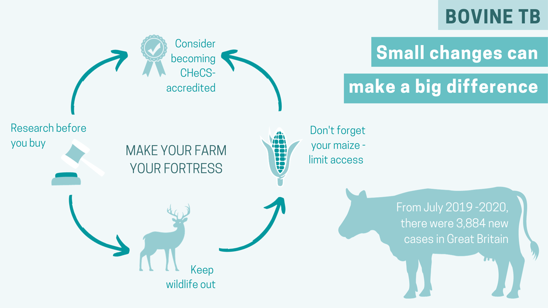 Infographic - TB incidence on-farm and how to reduce it