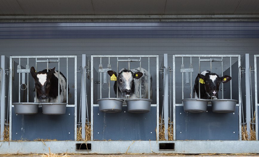 Beef Calves