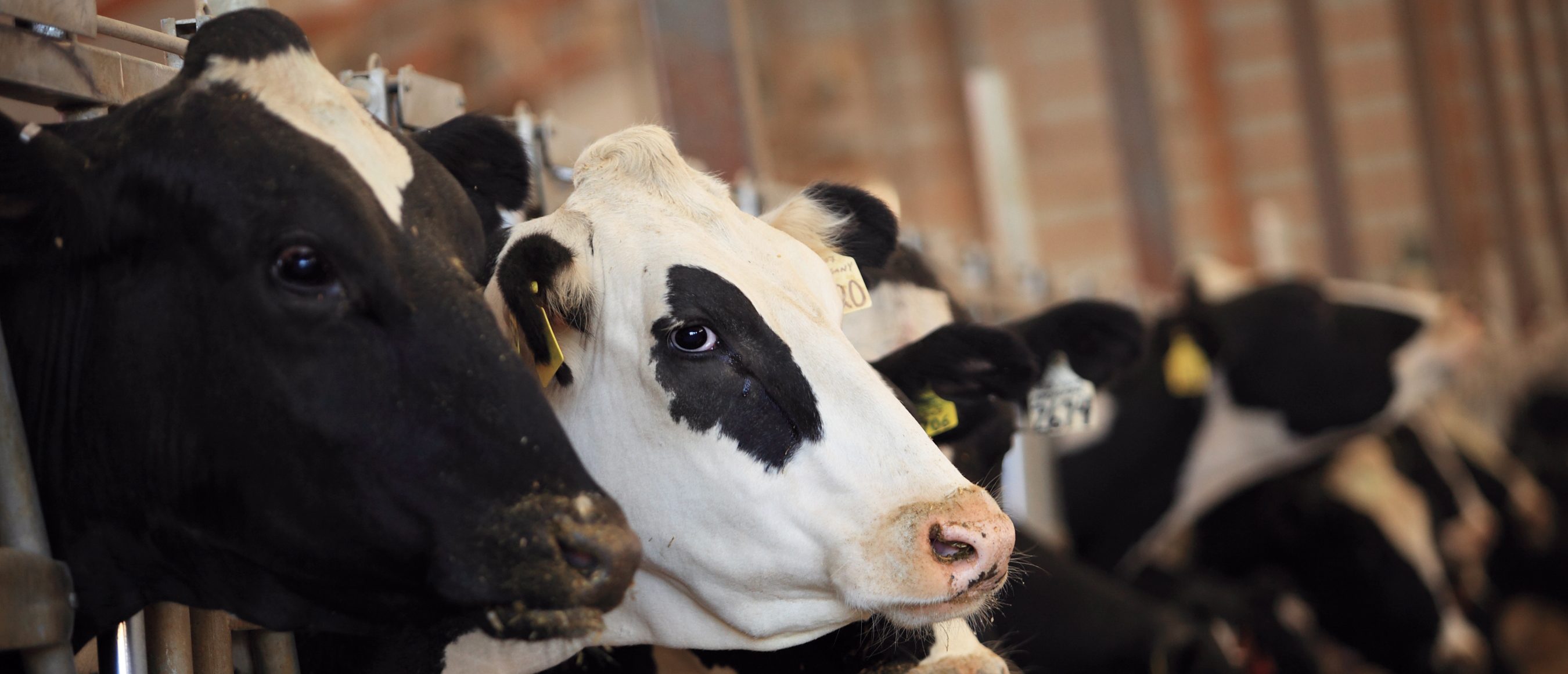 clinical milk fever