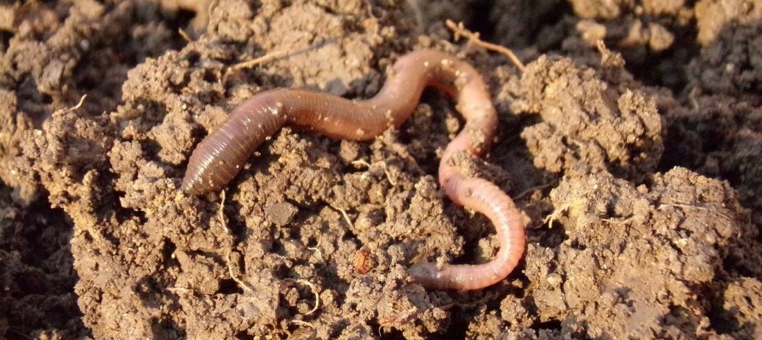 Earthworms