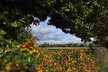 Introducing the new Sustainable Farming Incentive Pilot, where you can submit parcels of land including hedgerows