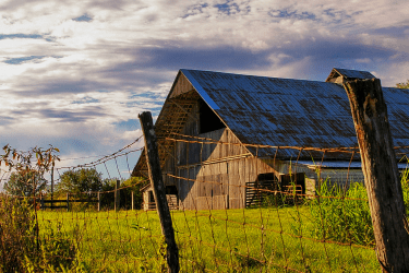 The benefits of housing cattle