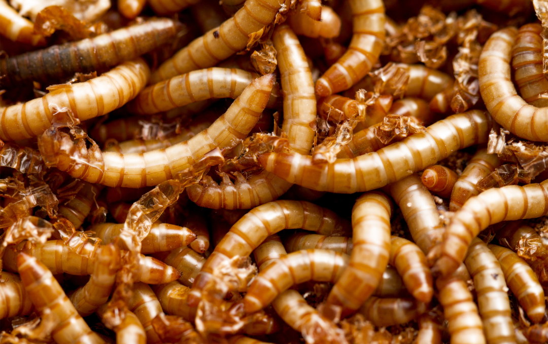Are insects the food of the future?