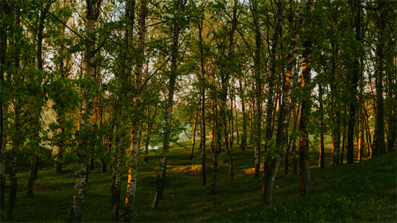 Photo of a dense forest of young trees