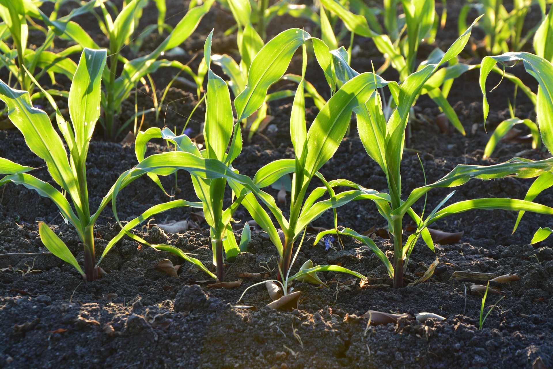 Reaching net zero on farm