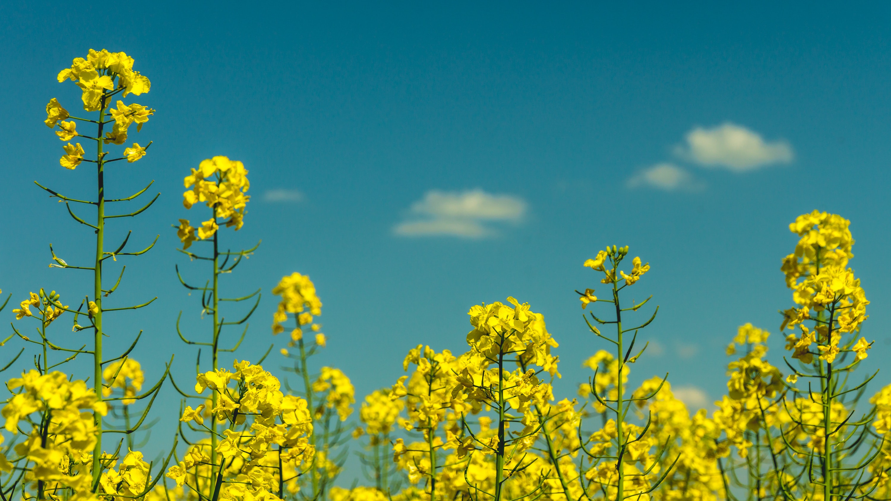 Rapeseed Oil