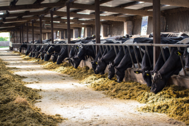 Forage shortage