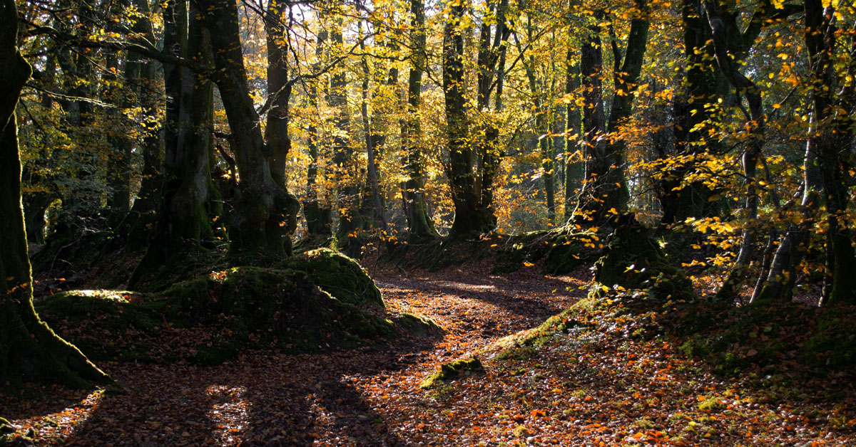 Core Hill Wood, East Devon