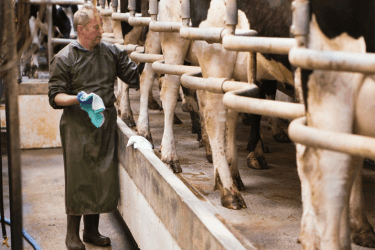 Parlour operative preparing cows for milking
