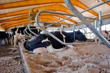 Cow Lying Down