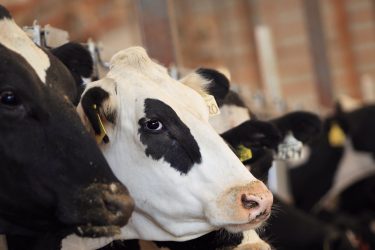 clinical milk fever