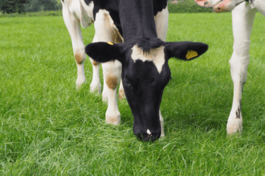 Feed Conversion Efficiency