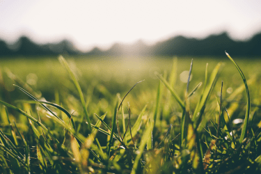 How to utilise forage to drive profits