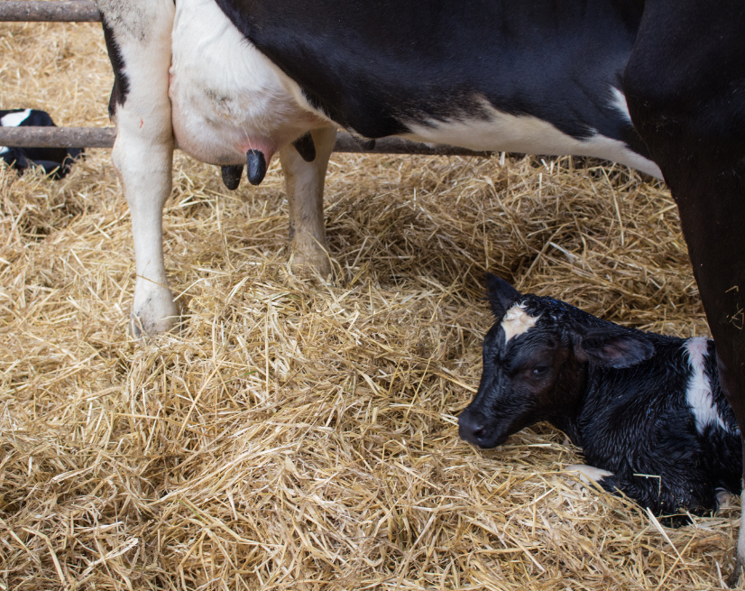 Calving Cow