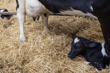 Calving Cow
