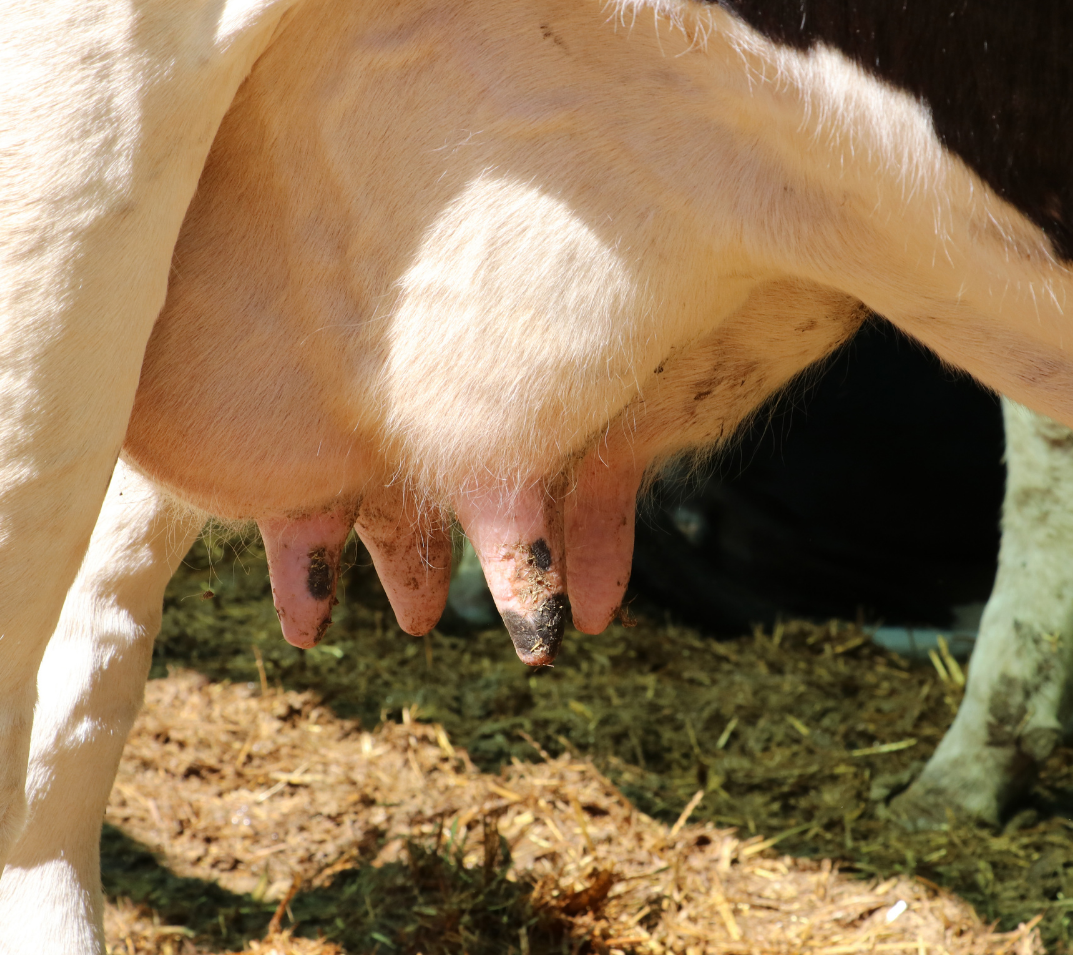 The value in dynamic milk testing