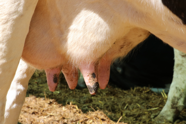 The value in dynamic milk testing