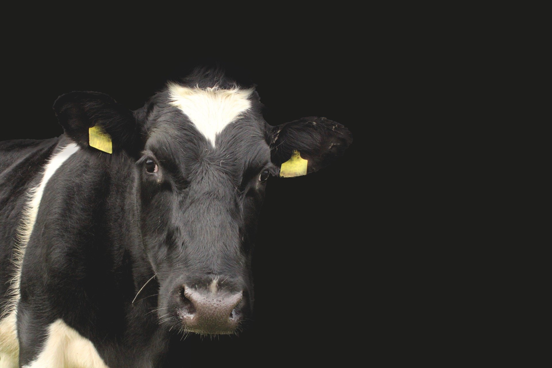 How to prevent Bovine Viral Diarrhoea