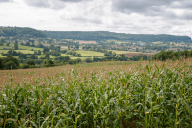 Maize crop