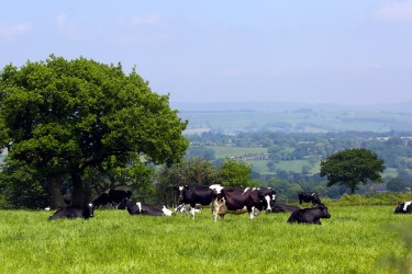 Cows in a field in the UK, in summer